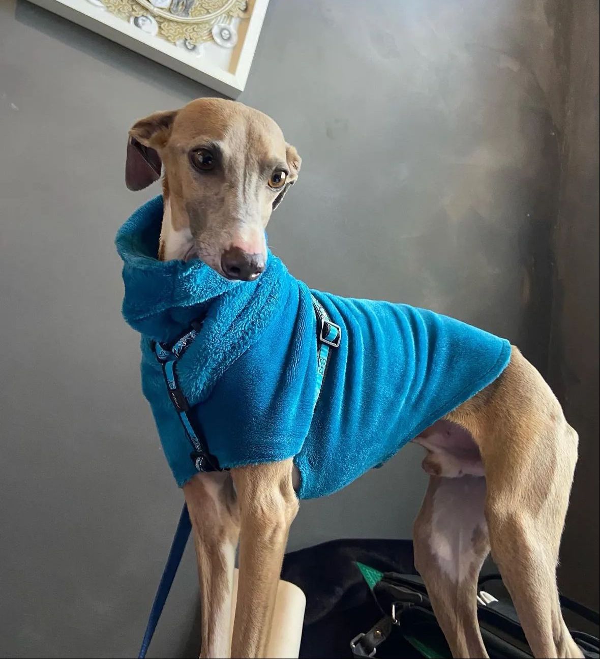 Blue Rhodesian Ridgeback Rhodesian Ridgeback Greyhound Mixed With