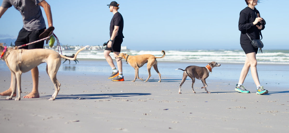 Sighthound Rescue Beach Walk